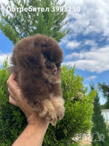 Мини померан момиче, снимка 4 - Померан - 48770049