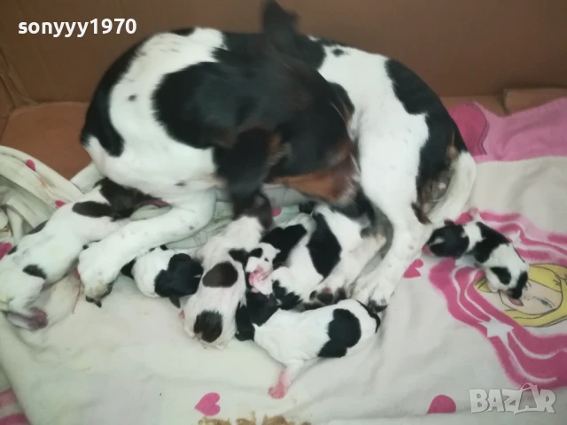 ДЖАК РЪСЕЛ БЕБЕТА-РОДЕНИ 11.08.25г 1208250705, снимка 7 - Джак ръсел териер - 51335235