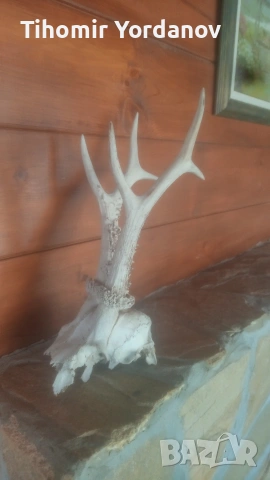 Трофей от сръндак -5 броя 