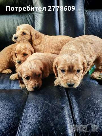 Продавам Английски кокер шпаньол , снимка 3 - Кокер шпаньол - 53928442