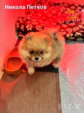 Померан , снимка 3 - Померан - 53224315