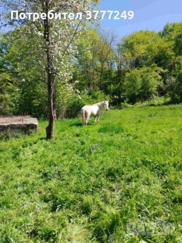 Продавам кобила, снимка 6 - Коне - 54337331