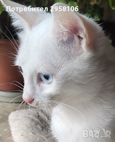 коте, бяло, сини очи, 5 мес., снимка 2 - Британска късокосместа - 52889766