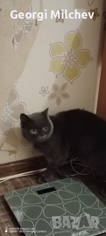 Британска котка