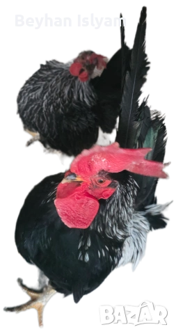 Продават се, снимка 4 - Кокошки и пуйки - 54016404
