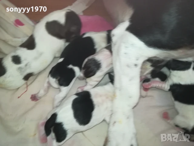 ДЖАК РЪСЕЛ БЕБЕТА-РОДЕНИ 11.08.25г 1308250726, снимка 14 - Джак ръсел териер - 51347303