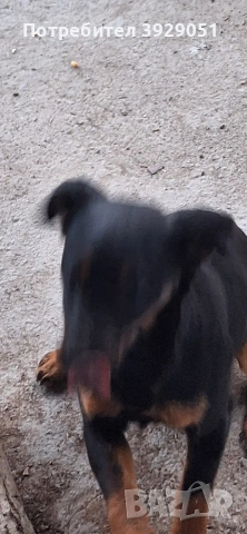 Продавам ягдтериер, снимка 5 - Ягдтериер - 53889726