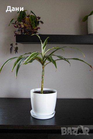 🌿 Драцена Lemon Lime – жизнена и лесна за отглеждане у дома 🌿 Готова за подарък, снимка 2 - Стайни растения - 52061005