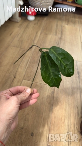 Hoya Хоя Piestolepis NS10-057, снимка 2 - Стайни растения - 54336259