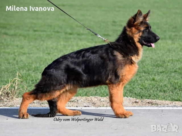 Мъжко кученце с дълъг косъм от развъдник , снимка 6 - Немска овчарка - 52903412