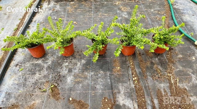 Лоницера , снимка 3 - Градински цветя и растения - 52029309