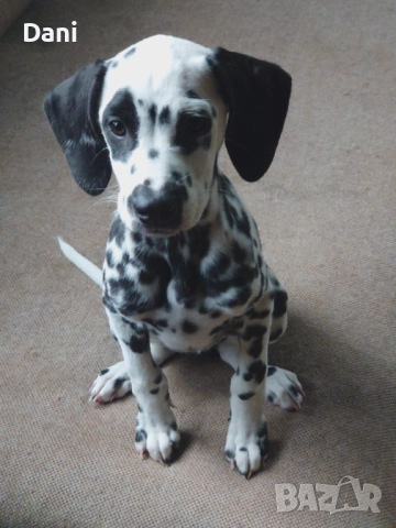 Далматинец, снимка 1