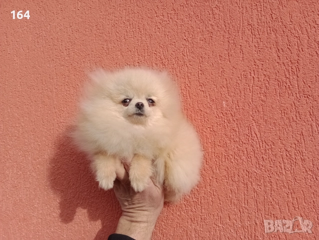 Мини Померан. Миниатюрно момиче. Реални снимки от 17.12.25 г, снимка 2 - Померан - 52725199