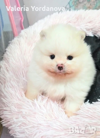 Мини Померанчета, снимка 1