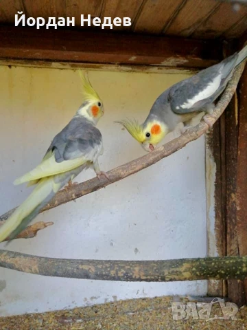 Папагали Корела - млади , снимка 1