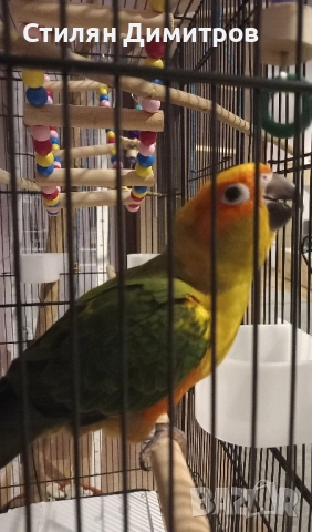 Слънчева аратинга, снимка 3 - Папагали - 52915523