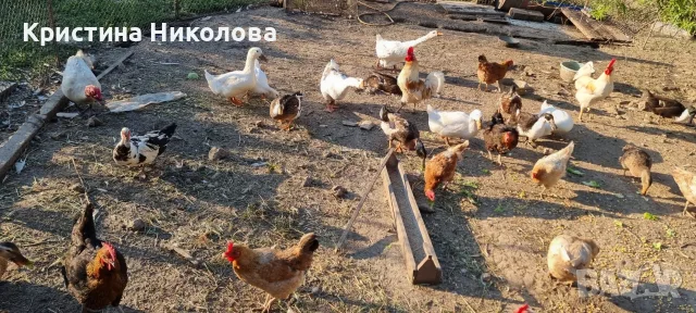 Мускусни патици, юрдечки, яйца, снимка 2 - Патици и гъски - 56343612