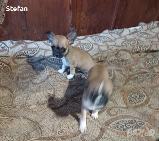 Чистокръвни Мини чихуахуа , снимка 2 - Чихуахуа - 54177957