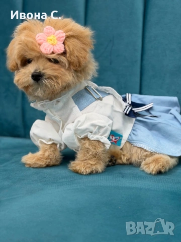 Малтипу, снимка 2 - Пудели - 54316238