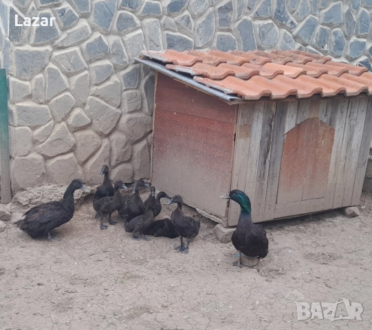 Продавам Смарагдови патици, снимка 3 - други­ - 48842978