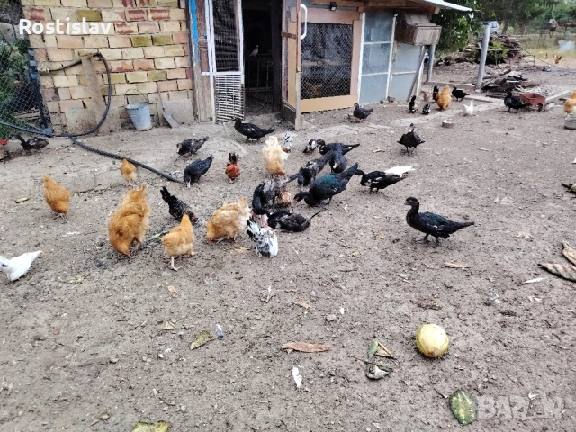 неми юрдечки, снимка 4 - Патици и гъски - 51689866