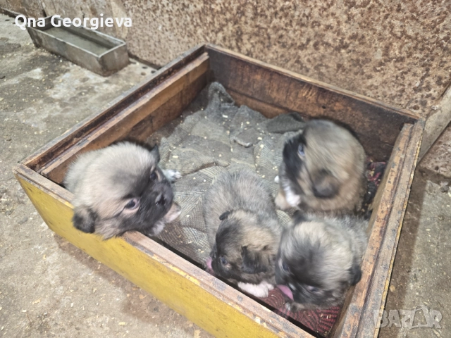 Чистокръвни пекинези