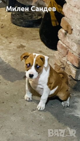 Последни две женски питбулчета 65 дни, снимка 2 - Питбул - 52567906