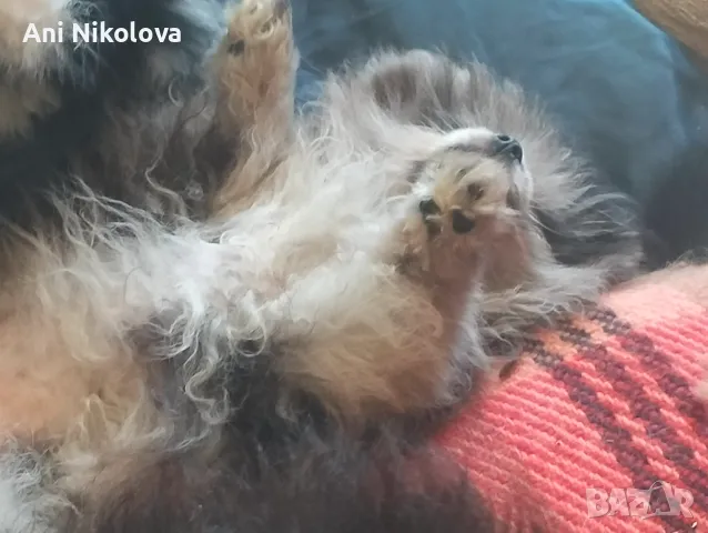 Померан рядък цвят мерле със синьо око, снимка 5 - Померан - 50248156