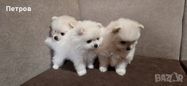 Померан - Момчета и момиче, снимка 2 - Померан - 53050619