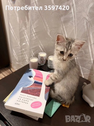 Женско персийско котенце 