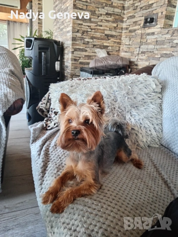 Търсим си партньорка, снимка 3 - Йоркширски териер - 54193142