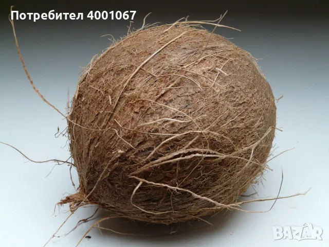 Кокосов орех, снимка 1