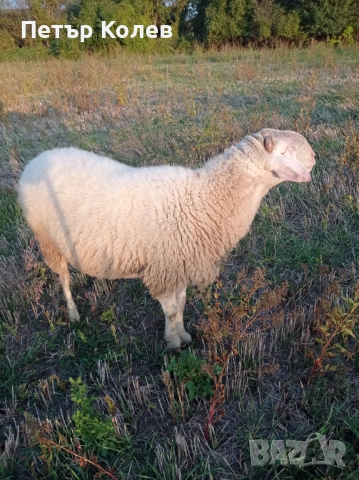 Продавам Коч Асаф, снимка 3 - Овце - 51957563