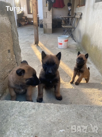 Продавам Белгийски Овчарки, снимка 3 - Белгийска овчарка - 52937808