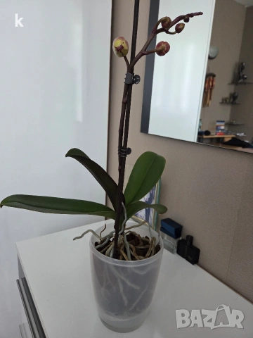 Фаленопсиси в самополивни саксии , снимка 7 - Стайни растения - 53896200