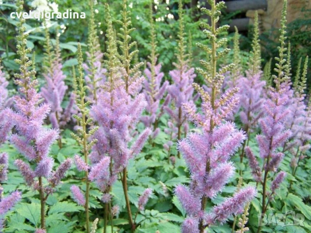 Astilbe chinensis Pumila(Астилбе китайско Пумила), снимка 3 - Градински цветя и растения - 51089377