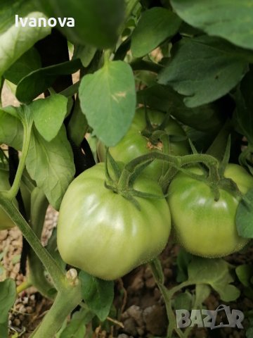 Предлагам разсад стари български сортове домати, снимка 8 - Сортови семена и луковици - 24154757