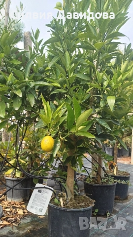 Кукле, Каламондин, снимка 6 - Градински цветя и растения - 51841837