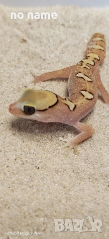 Гекон Diplodactylus Galeatus (Helmeted gecko), снимка 2 - Гекон - 53226238