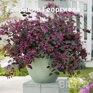 Лоропеталум 