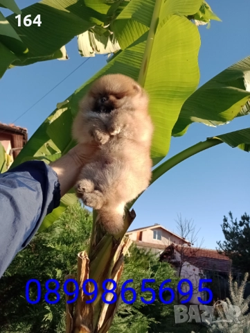 Померани. Реални снимки!, снимка 4 - Померан - 52543823