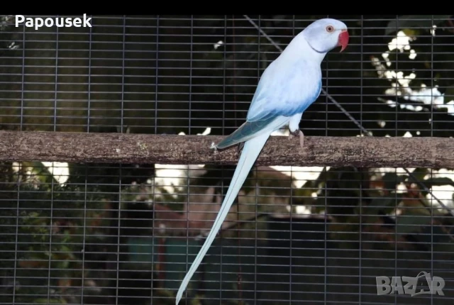 Малък Александър , снимка 15 - Папагали - 51324439