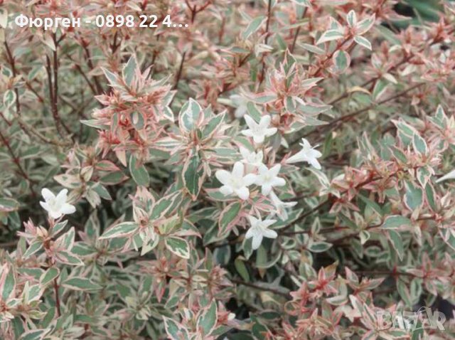 Абелия/ Abelia x grandiflora 'Confetti', снимка 4 - Разсади - 37551962