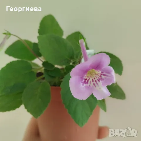 комплект от 5 растения , снимка 4 - Градински цветя и растения - 56437363