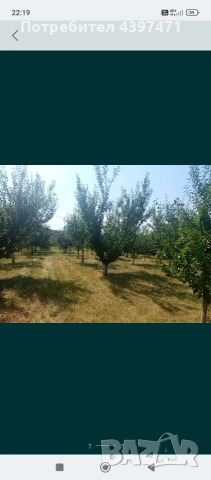 къща с двор и овошки, снимка 5 - Къщи - 53263152