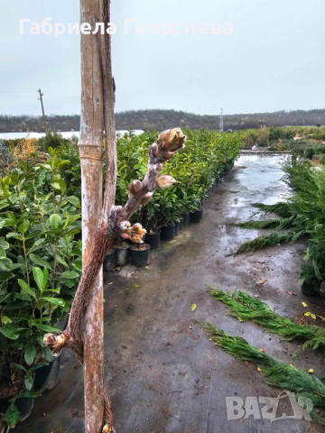 Вистерия (Глициния), снимка 3 - Градински цветя и растения - 44650348