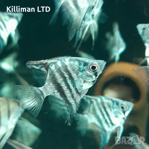 Скаларии Пиной 