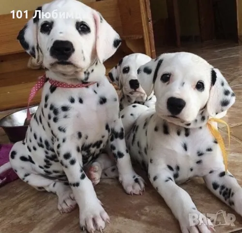 Далматинци с родословие, снимка 2 - Други - 47450296