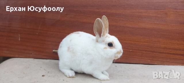 Декоративни Зайчетаа, снимка 3 - Декоративни зайчета - 52876518