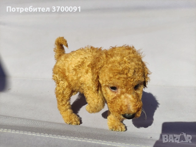 пудел / мини пудел , снимка 5 - Пудели - 54103506